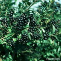 برگ نو معمولی